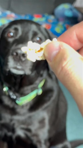 Death of a popcorn…. | John Savaria