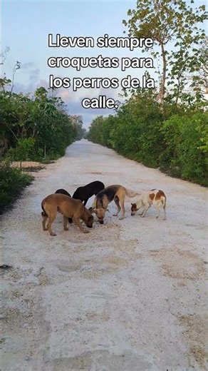 aHoy alimentamos a 5 perros que estaban en la selva. #playadelcarmenmexico