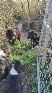greek shepherd dog #dog #puppy #σκύλοσ #animals #pets