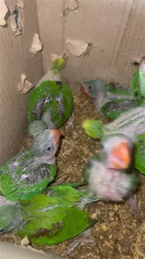 Parrots baby talking 😍 #shorts #dailyvlog #tehseenvlogs #viral