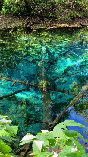 ✨🌟✨神秘 ✨神の子池 ✨🌟✨ 静かな森の奥に ひっそりと息づく青の泉💎.* 摩周湖から湧き出す一日12,000トンの清水は、 夏も冬も変わらず8℃の透明さを保ち、 倒木さえも腐らずに眠り続ける。 神さまからの贈り物のように輝き、 訪れる人の心を澄ませてくれる。 ✨.ﾟ･*..☆.｡.:*✨.☆.｡.:. *:ﾟ ｡✨.ﾟ･*..☆.｡.:*✨ Deep in the silent forest, a hidden spring of sapphire blue breathes quietly. Fed by Lake Mashu, 12,000 tons of pure water rise each day, forever clear at 8°C, where even fallen trees never decay. It shines like a divine gift, purifying every heart that gazes upon it. ✨.ﾟ･*..☆.｡.:*✨.☆.｡.:. *:ﾟ ｡✨.ﾟ･*..☆.｡.:*✨ ここはただの泉ではない。