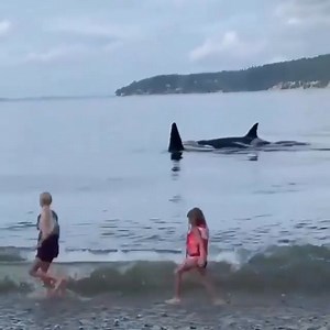 60K views · 3.5K reactions | Pod of Orcas swim right next to the shore  who would love to experience this? These kids are so lucky!!  ✅ Follow on Orca Lovers | Orca Lovers | Facebook