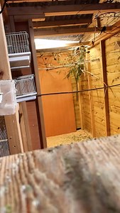 Twites enjoying Haith's British Finch mix on a winter afternoon 🥶 Giving them this well balanced seed mix had helped the birds maintain a steady weight and remain in good health as the temperatures have dropped, thanks to the high quality super clean seeds 🌾 #haiths #birdfood #birdfeeder #aviary #aviculture #nutrition #birdcare #birdseed #Twite #finch | OC Aviary