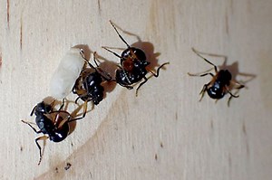 Les fourmis savent même faire le mort pour éviter les prédateurs