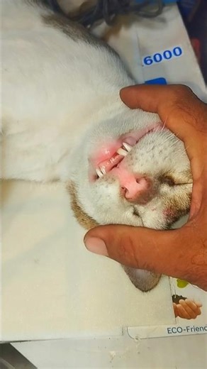 My Lazy Shop Cat Sleeps All Day 😴 | Funny Cat Moments at My LED Shop