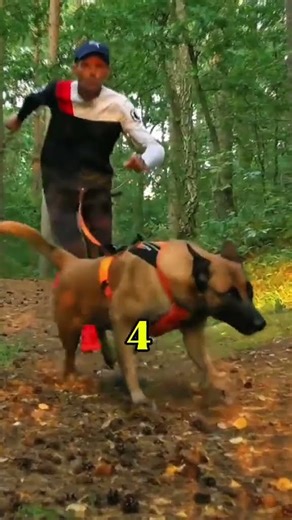 TOP 9 des chiens qui imposent le respect 😳 Le n°1 divise toute la France #shortsfr