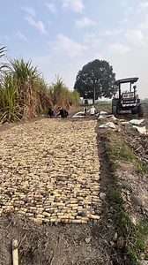 STP Method ( Sugarcane Nursery ) | Simran Jeet Singh