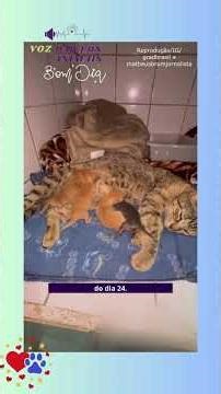 Cat with kittens rescued in time after heavy rains in Minas Gerais!