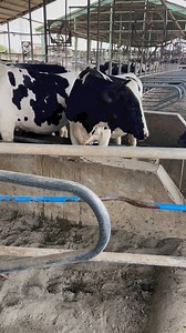 43K views · 793 reactions | Summer and the cows like water every where #cowlife #happycows #dairyfarming | Dairy Diaries | Facebook