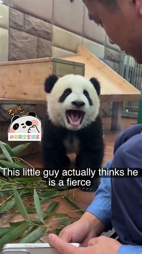 Angry Panda Demands Breakfast From His Owner! 🐼😡#panda #funny