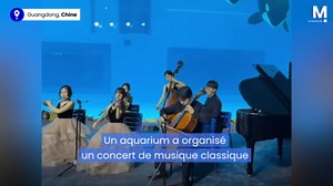 Un concert de musique classique fascine des orques en Chine
