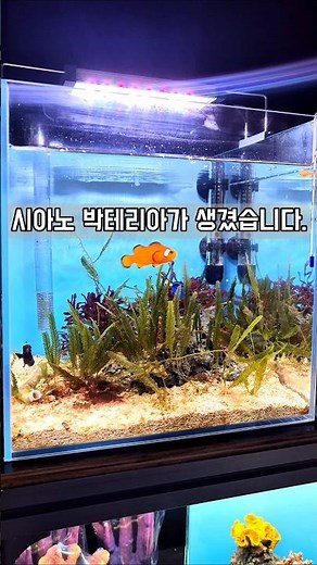 악!!! 시아노 박테리아 발생!!! #해수어 #산호 #어항