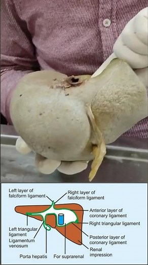 Peritoneal reflections on the surface of liver, ligaments of liver #shortsindia
