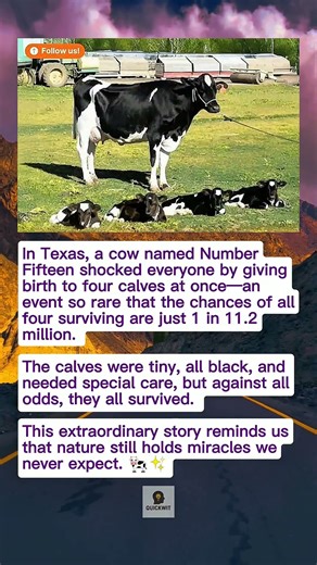 The Nearly Impossible Birth of Quadruplet Calves