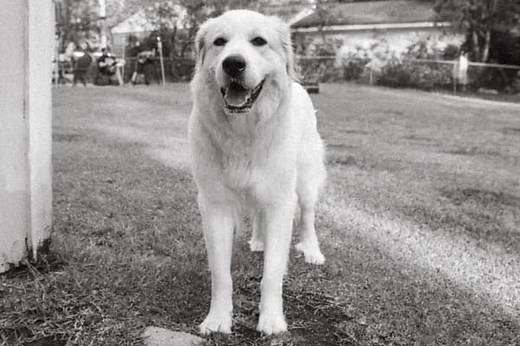 When to Neuter or Spay Great Pyrenees? Factors to Consider