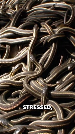 Snakes Have Friends?! The Secret Social Life of Snakes 🐍