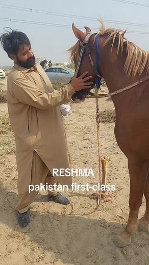 RESHMA: Experience First-Class Horse Racing in Pakistan