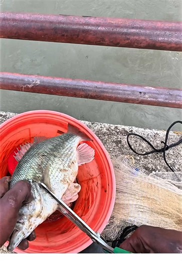 Using Trash fish for a Treasure fish #fishing #tiktok #Outdoors@redbeardcatfishing