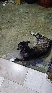 Binata napo si batik at lumaking mabait .minsan pasaway din #dogloversphilippines #dog #love #cute #doglife #dogoftheday #doglover | Realyn Guinaling