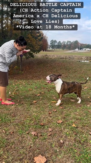 3.5K views · 87 reactions | DELICIOUS BATTLE CAPTAIN (Ch Action Captain America x Ch Delicious Love Lies) #bullterrier #popular #dowhatyoulove | Sam Brown | Facebook
