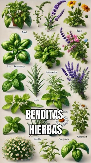 ¡Hierbas Mágicas para Sanar! Descubre cómo estas 10 hierbas pueden transformar tu salud. ¡La naturaleza tiene lo que necesitas! #Salud #Bienestar #RemediosNaturales #HierbasMedicinales #CuidadoPersonal | Salud y Bienestar