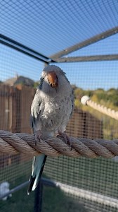 Miss Auggie’s first trip to the aviary 🩵 #auggie #quaker #parrot #bird #rescue #aviary | The Green Bird Brigade