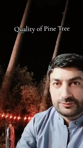 Quality of Pine 🌲 Tree | Abdul Jabbar Satti