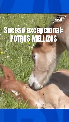 Exceptional event: TWIN FOALS