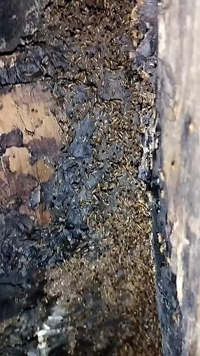 Exploring Nature's Textures: Close-Up Surface Details