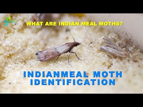 Pantry Pests - Indianmeal Moths in Food