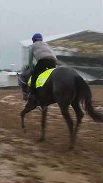 Horse Great White enters 2026 Kentucky Derby field