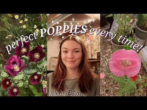 the ONLY way I grow poppies 🌱 perfect germination & you'll never buy seeds again!