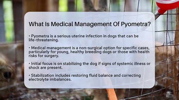 What Is Medical Management Of Pyometra? - Ask A Pet Vet