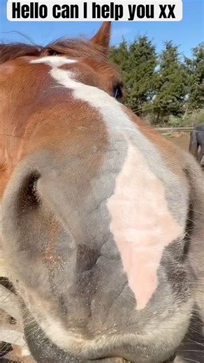 When Charlie says hello… and your heart melts 🐴👃💛