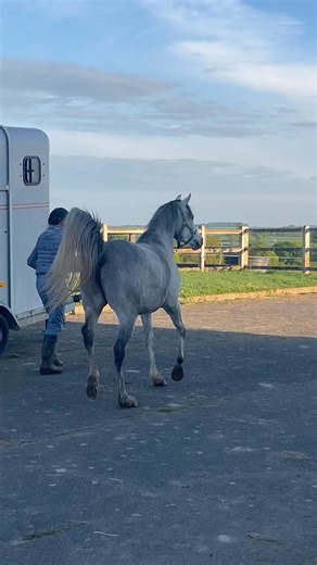 La belle ALSAEADA a été saillie à HANAYA RAHIL 💕 | Oz Arabian France