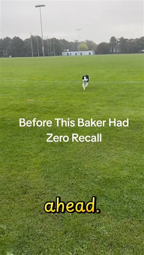 Baker’s Recall Transformation 🐾 Before training, Baker had zero recall. He couldn’t be trusted off lead at all, so for his own safety he was always kept on one. Like many dogs in this position, that meant limited freedom, more frustration, and walks that were more about management than enjoyment. Fast forward to today and the change is huge. Before training: ❌ No recall whatsoever ❌ Always kept on lead ❌ Limited freedom and increased frustration ❌ Walks focused on control, no real enjoyment Aft