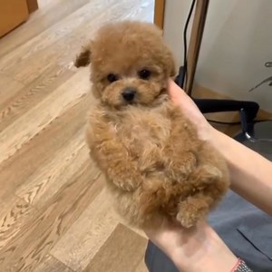 *FREE PUPPIES AVAILABLE FOR ADOPTION!* We have a litter of adorable...