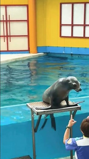 台東海洋館海獅表演