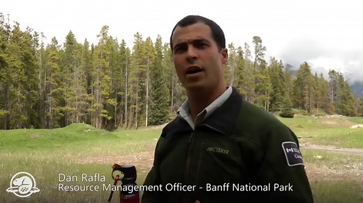 Bear Spray or Gun - Which is a Better Defense Against a Bear Attack?