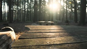 Forest, Trees, Woods. Free Stock Video