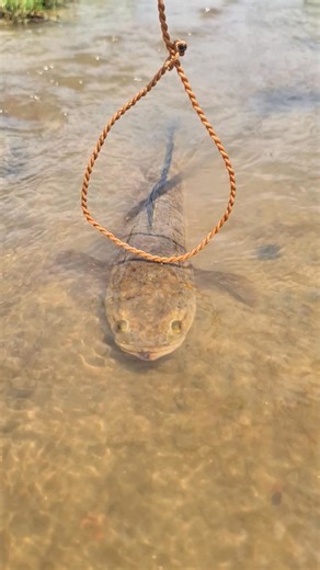 “Northern Snakehead Fishing USA — The Ultimate Topwater Battle!” | Fishy Story | Facebook