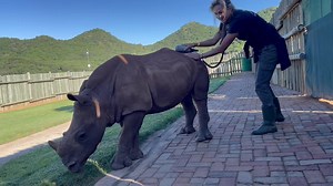 11K views · 1K reactions | Daisy Gets A Massage! In true Daisy...