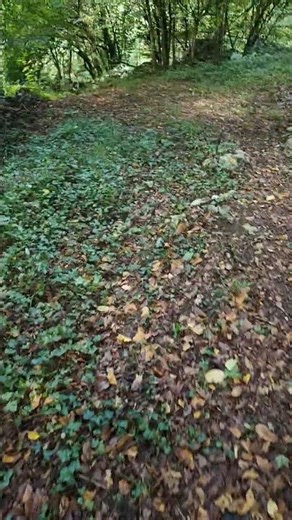 Walk in forest with cat #forest #nature #walking #cat