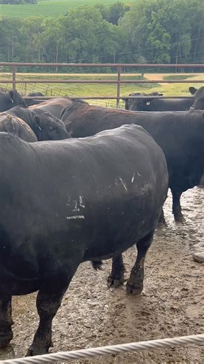 421K views · 6.8K reactions | Spencer walks our developing Bull and Heifer calves every day and making friends along the way. These docile Bulls will be selling at our yearly November Production Sale. | J.J. Scheckel, Performance Angus Genetics | Facebook
