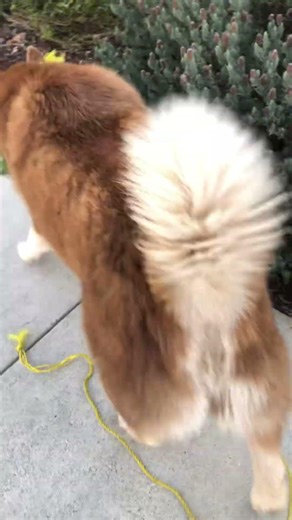 Orange’s obedience practice at a culdesac