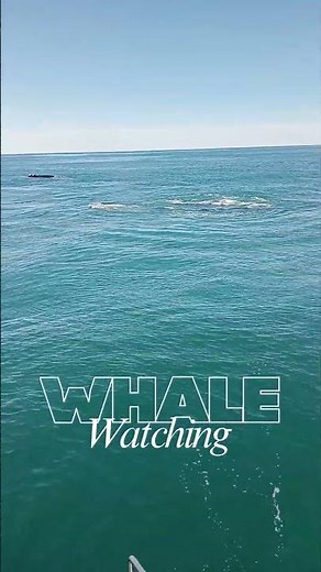 🐋 The Iconic V-Shaped Blow — Southern Right Whale in Hermanus, South Africa!