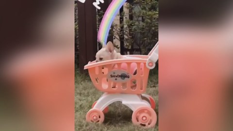 Funny Dog: Hilarious Dog Fails That Will Leave You in Stitches