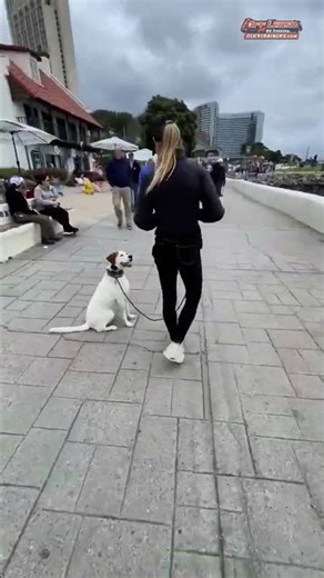 🐶🦮 Meet Sage, a 2-year-old Boxer mix, completed our 3-Week Reactive Dog Program.