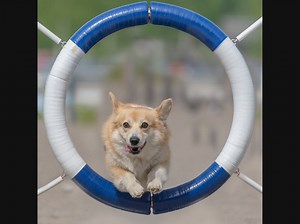 Andover Reopens Dog Park, Tennis And Pickleball Courts