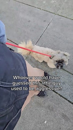 Meet Chewbacca the Shih Tzu, whose training journey has been out of this galaxy! 🚀 Chewbacca was rehomed by his current owners from neighbors because their kids loved him so much. What they didn’t realize when they made that decision was that Chewbacca was very untrained. He would go potty in the house constantly and had started to show some aggressive behavior toward his owner that was intensifying. Chewbacca needed to be taught how he was expected to behave. Just a few short weeks later, look